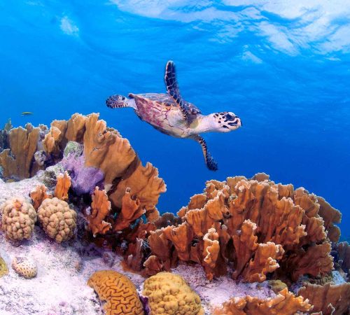 bonaire turtle