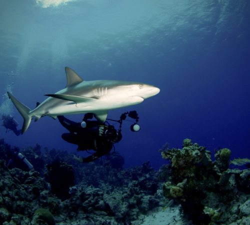 Shark - Bahamas